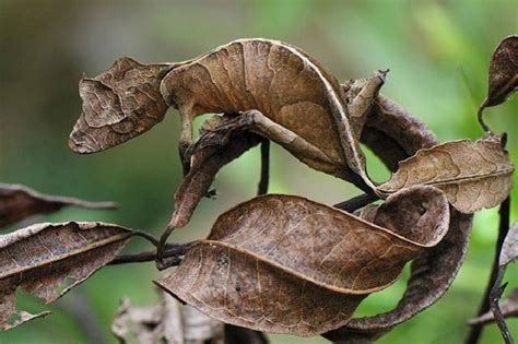 壁虎死掉風水|風水：家裡進壁虎是什麼寓意？如果是第一種，可一定。